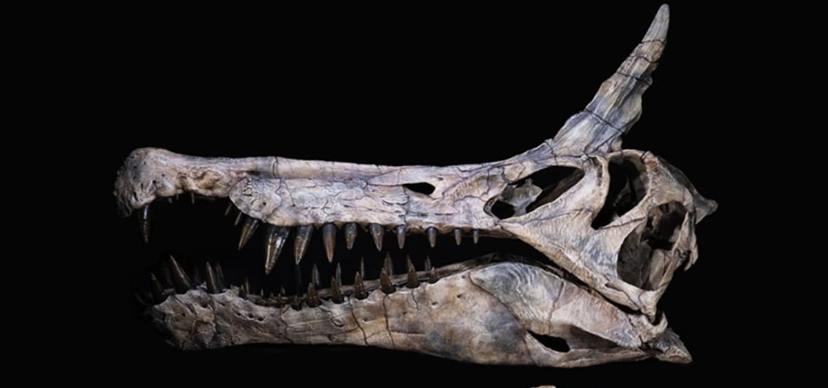 Spesies Dinosaurus Baru Ditemukan di Gurun Sahara