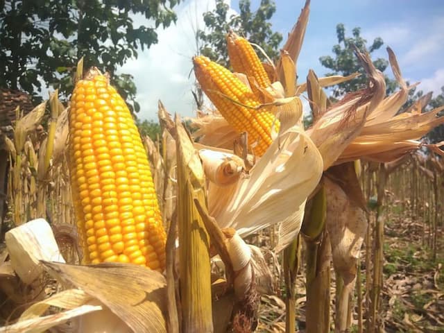RI Buka Akses Impor Jagung AS, Khusus untuk Industri Makanan dan Minuman
