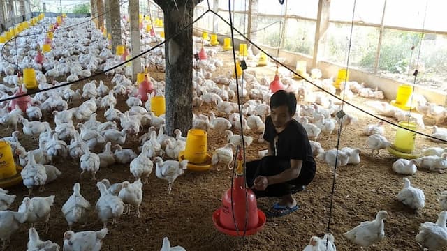RI Impor Ayam dari AS, Begini Dampak Bagi Peternak