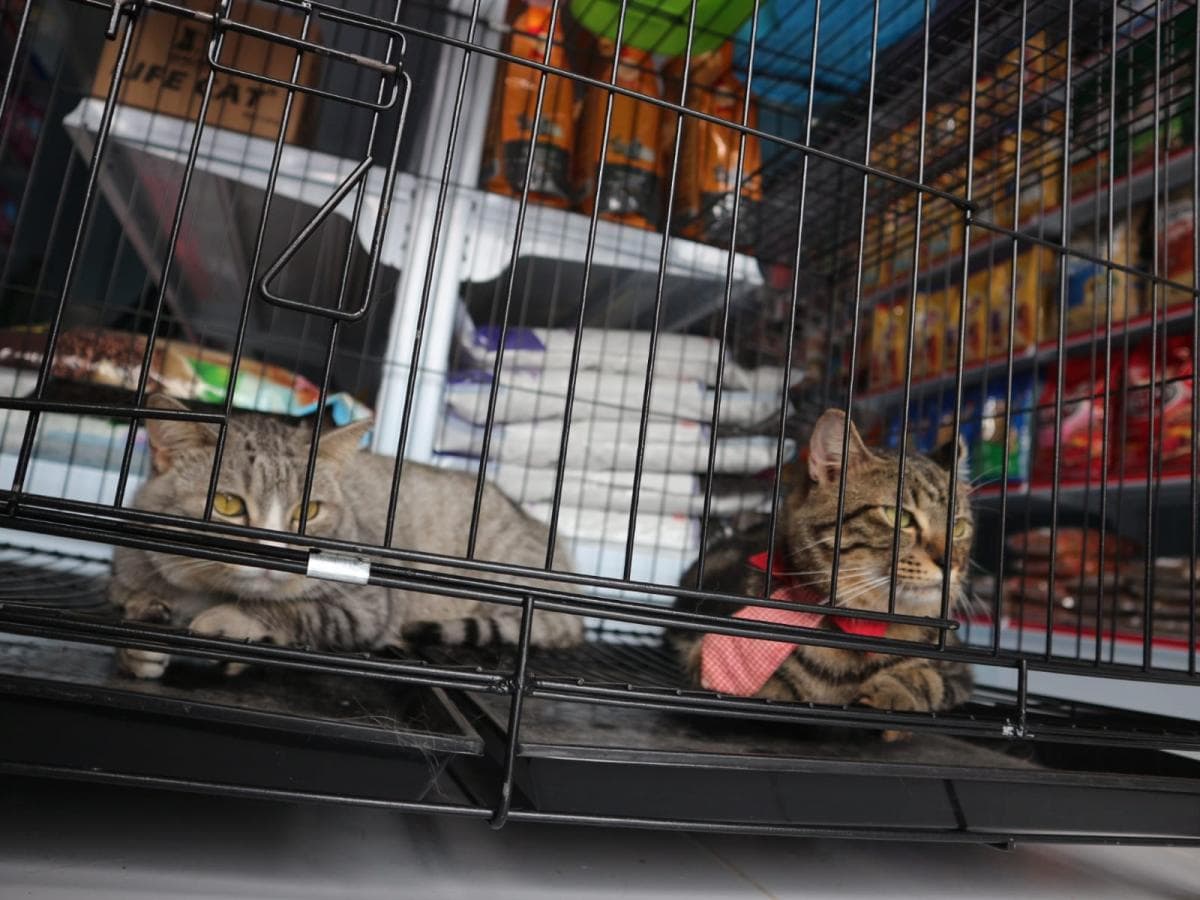 Potensi Rp30 Triliun, Emiten MDLA Siap Cuan dari Industri Pet Care