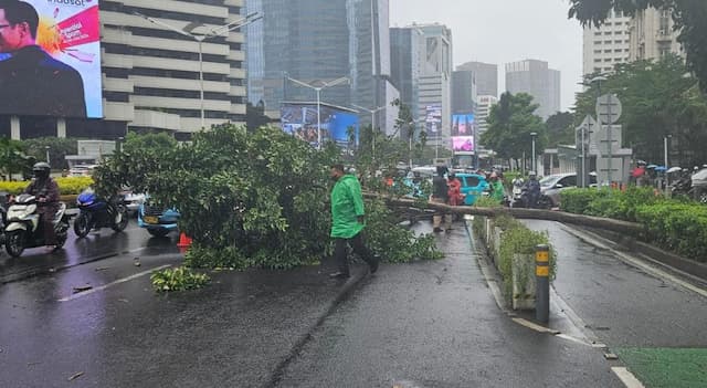 Pohon Tumbang, Lalin di Jalan Sudirman Jakpus Macet