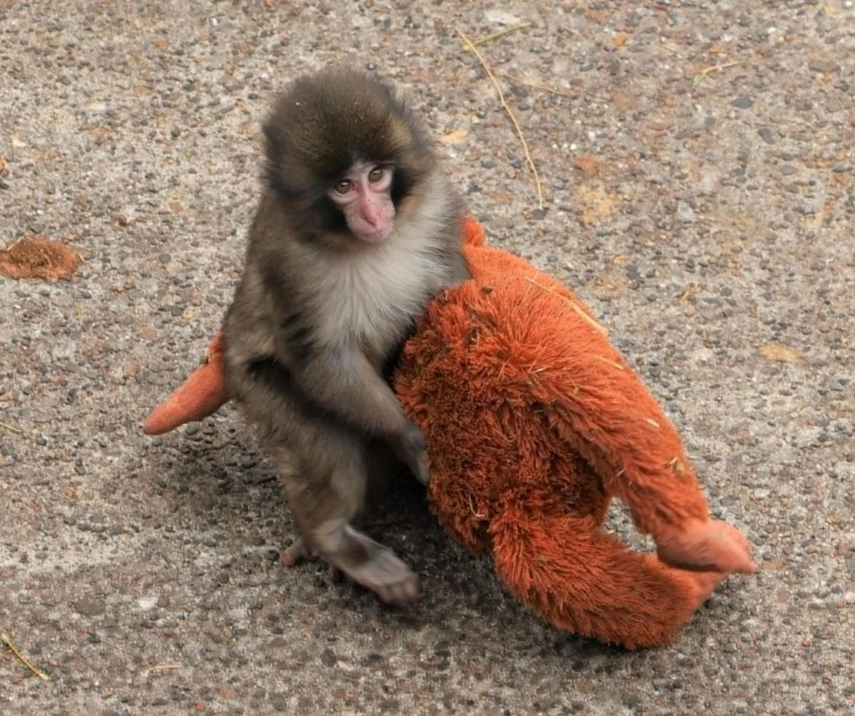 Kisah Bayi Monyet Punch di Jepang yang Sempat Ditolak Induknya, Kini Punya Ibu Asuh