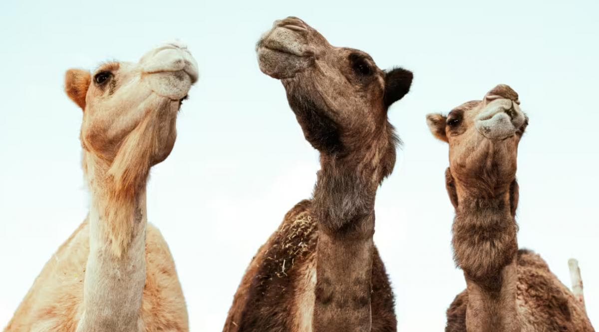 Viral! 20 Unta di Oman Didiskualifikasi dari Kontes Kecantikan karena Suntik Botox