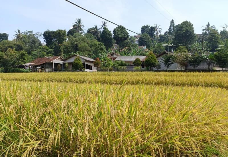 Sambut Panen Raya 10 Juta Ton Beras, Sistem Resi Gudang Diperkuat di 10 Provinsi