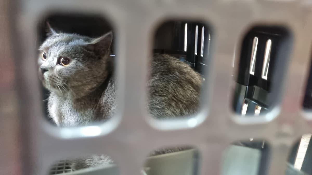 Pengiriman Hewan Peliharaan dengan Kereta Logistik Naik Dua Kali Lipat Jelang Lebaran 2026