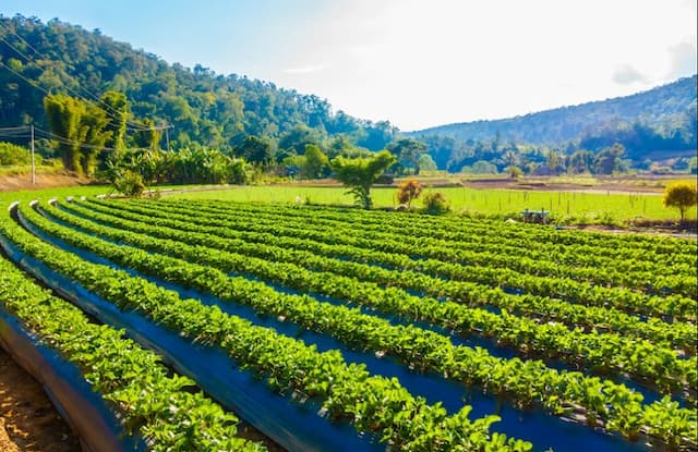 Kementan Siapkan Rp9,5 Triliun Percepat Hilirisasi Kakao, Jambu Mete hingga Pala