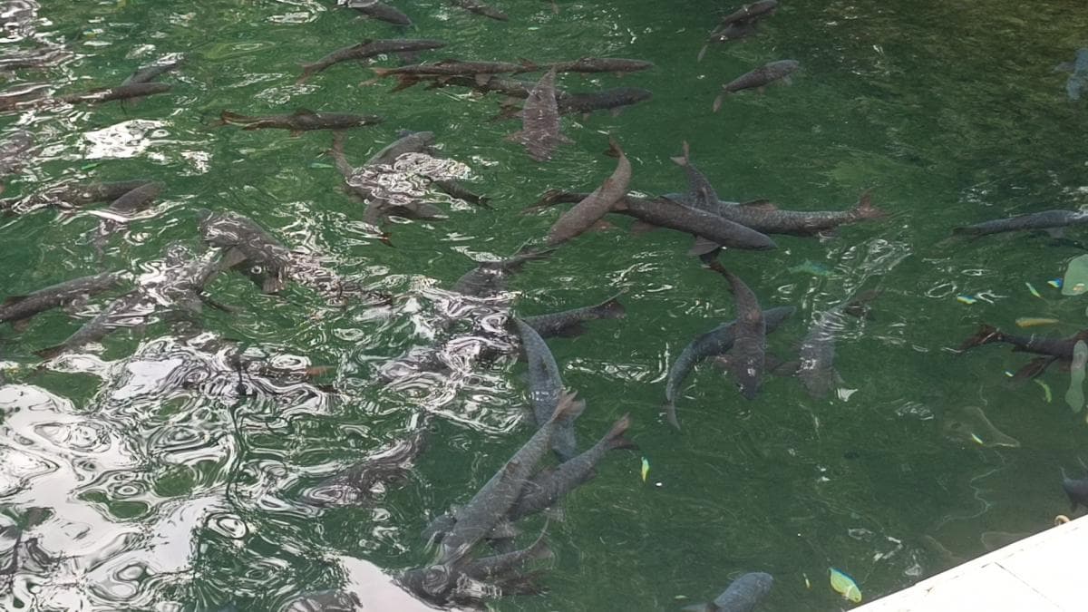 Mitos Ikan Dewa Linggarjati, Disebut Jelmaan Prajurit Prabu Siliwangi