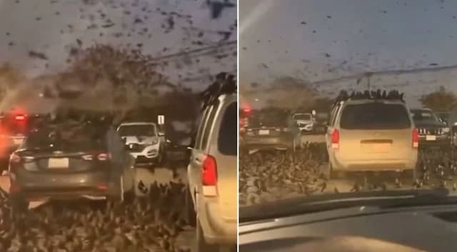 Heboh Ribuan Burung Gagak 'Serbu' Tel Aviv Israel, Pertanda Apa?