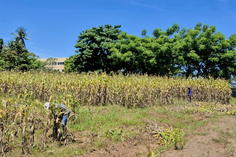 Co-firing PLTU, RI Siap Garap Potensi Sorgum untuk Biomassa
