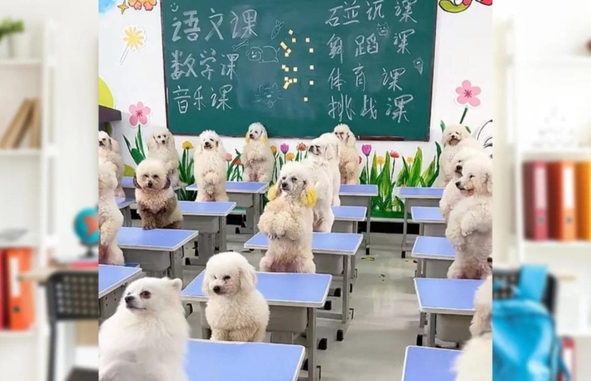 Viral! Wanita Ini Habiskan Rp26 Juta per Bulan untuk Sekolahkan Anjing