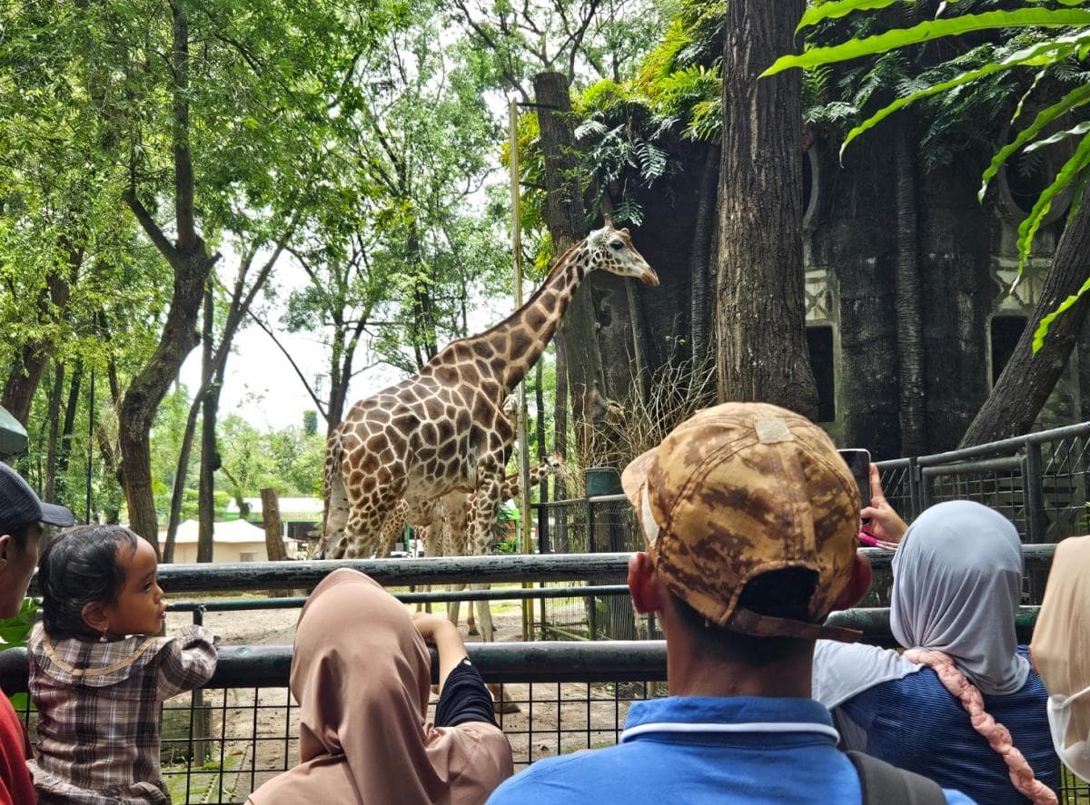 Ragunan Siap Tambah Jadwal 'Nite Zoo' Mulai Pekan Depan