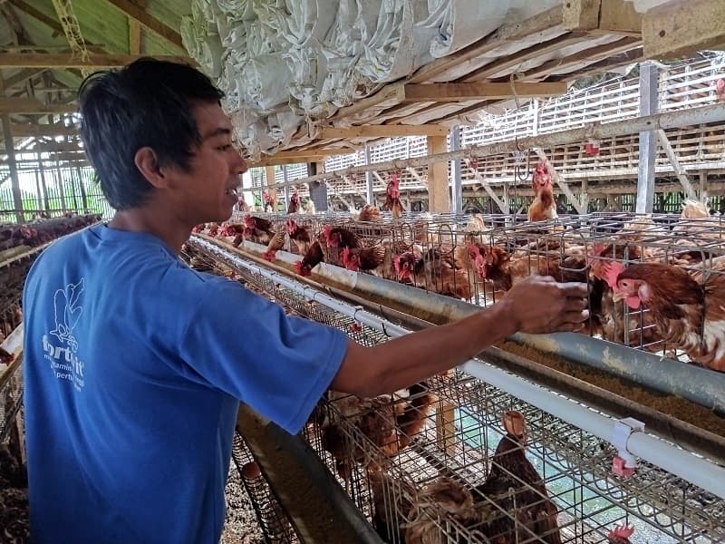 Harga Pakan Meroket, Peternak Ayam Teriak Telur Hanya Rp21.000