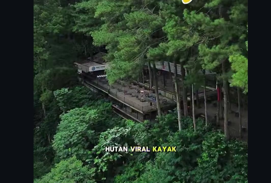 5 Rekomendasi Kafe Hits Indonesia di Tengah Hutan yang Instagramable