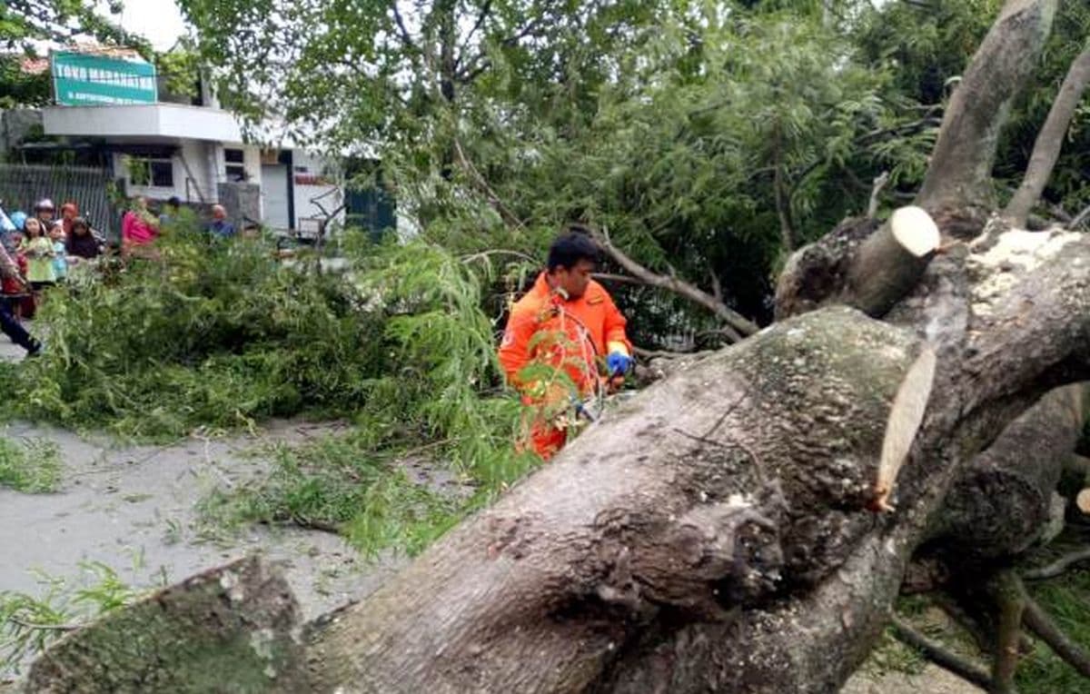 BPBD DKI Catat 4 Pohon Tumbang di Jaktim dan Jaksel, Satu Mobil Terdampak