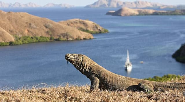 Wisatawan Taman Nasional Komodo Dibatasi 1.000 Orang per Hari, Ini Alasan Menhut