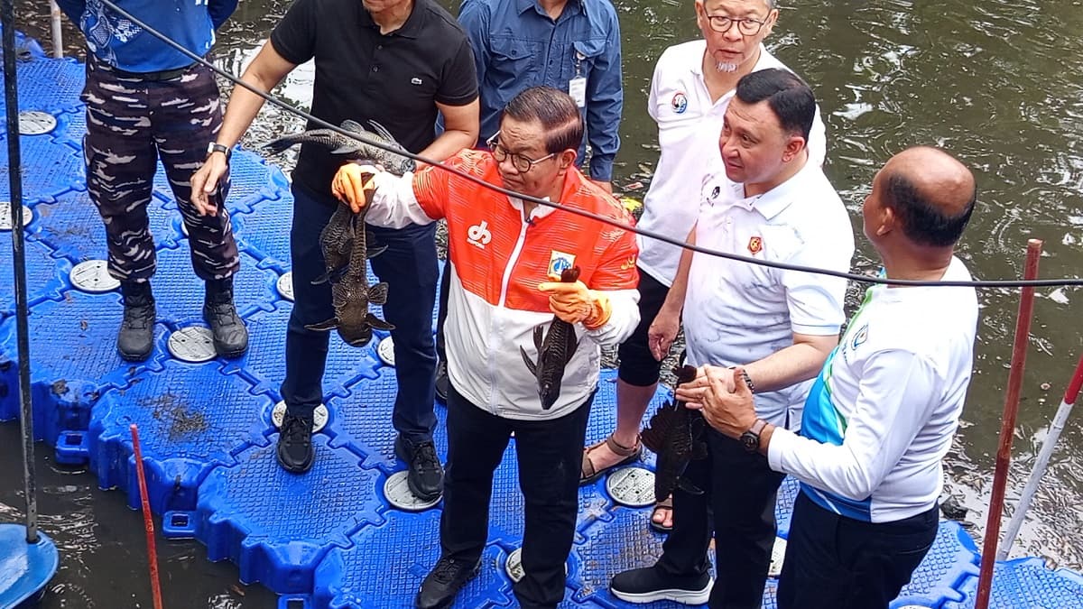 Buru Ikan Sapu-Sapu di Aliran Kali Jakut, Total Tangkapan 200 Kg!