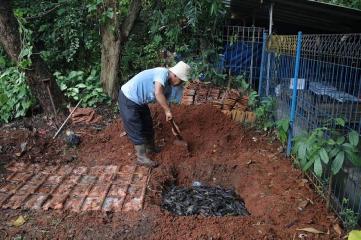 MUI: Ikan Sapu-Sapu Dikubur Hidup-Hidup Tak Sesuai Prinsip Islam