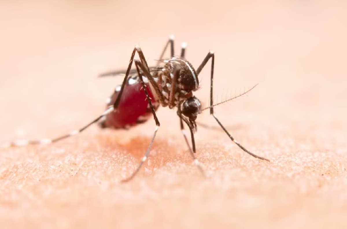 Pekerja Waspada! Kemenkes Ungkap Demam Berdarah Dengue Bisa Terjadi di Tempat Kerja
