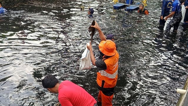 Peneliti BRIN Ungkap Penyebab Masifnya Populasi Ikan Sapu-Sapu