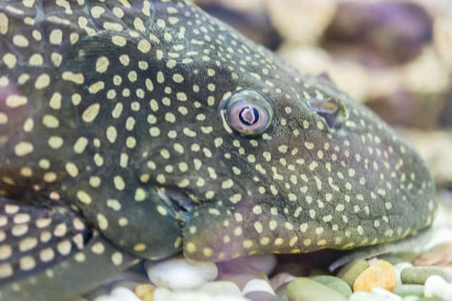 Tak Perlu Dibuang, Ikan Sapu-Sapu Bisa Diolah Jadi Pupuk