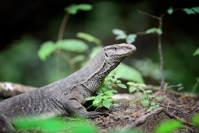 Peneliti BRIN Ungkap Biawak dan Berang-Berang Predator Alami Ikan Sapu-Sapu di Ciliwung