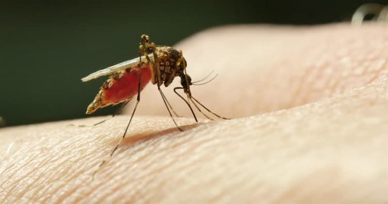 Kemenkes: 80 Persen Daerah RI Bebas Malaria