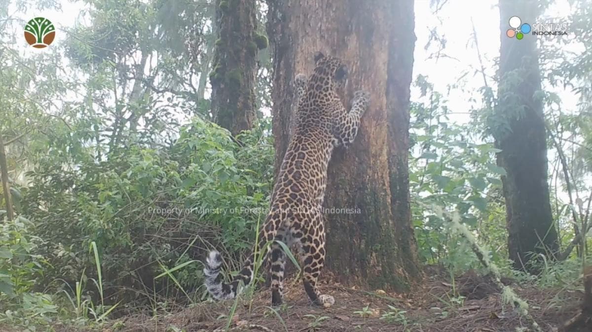 Tantangan Konservasi Macan Tutul Jawa di Tengah Perubahan Lingkungan