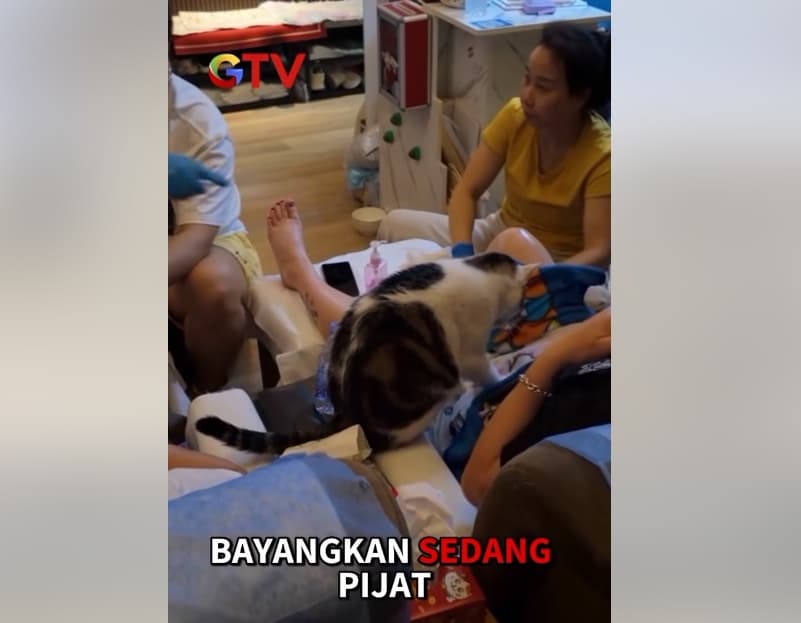 Unik, Ada Spa di Hong Kong Tawarkan 'Cat Massage'Pertama di Dunia