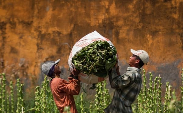 Aturan Baru Rokok Dinilai Ancam Industri Kretek, Ini Dampaknya