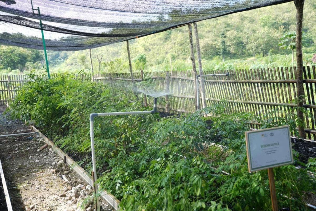 Digitalisasi Rumah Bibit Biomassa Perkuat Cofiring dan Ekonomi Desa