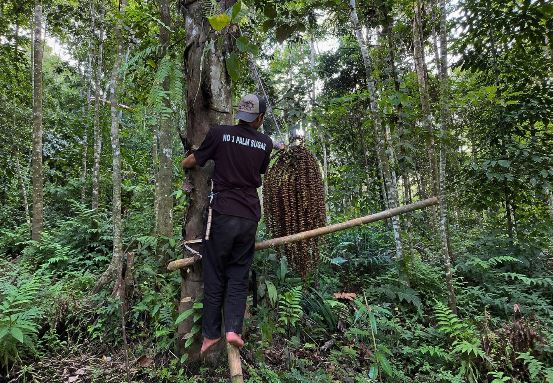 Punya Indeks Glikemik Lebih Rendah, Gula Aren dan Kelapa Kian Populer Dijadikan Pemanis