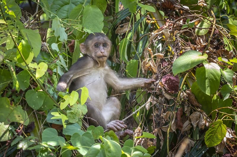 Monkey Malaria, Kenali Gejala dan Pola Penularannya