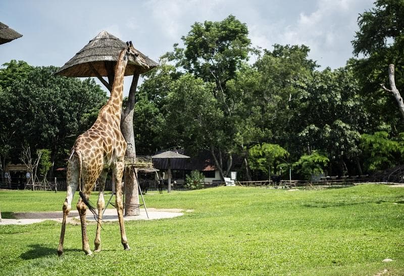 Tips Wisata ke Ragunan bareng sang Buah Hati saat Cuaca Panas
