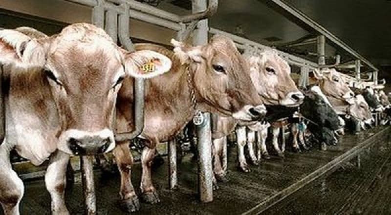 5 Jenis Sapi Termahal di Indonesia