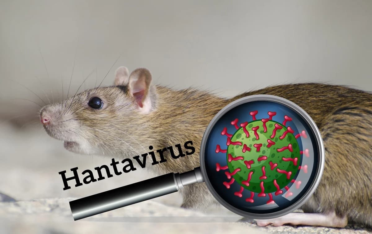 Asal Mula Hantavirus, Virus Lama yang Kini Kembali Merebak