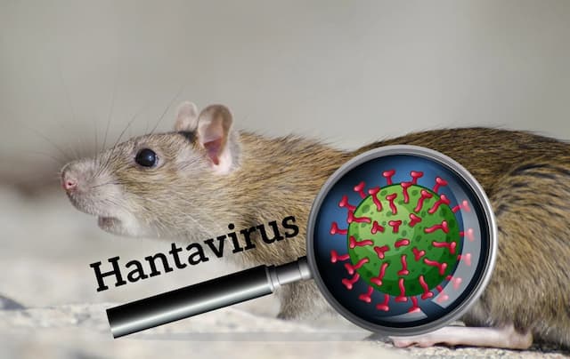 Asal Mula Hantavirus, Virus Lama yang Kini Kembali Merebak