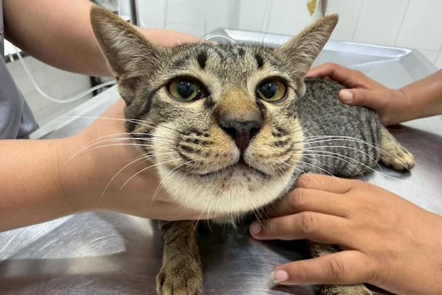 Viral! Wajah Kucing di Thailand Jadi Bengkak Gara-gara Diberi Obat Parasetamol