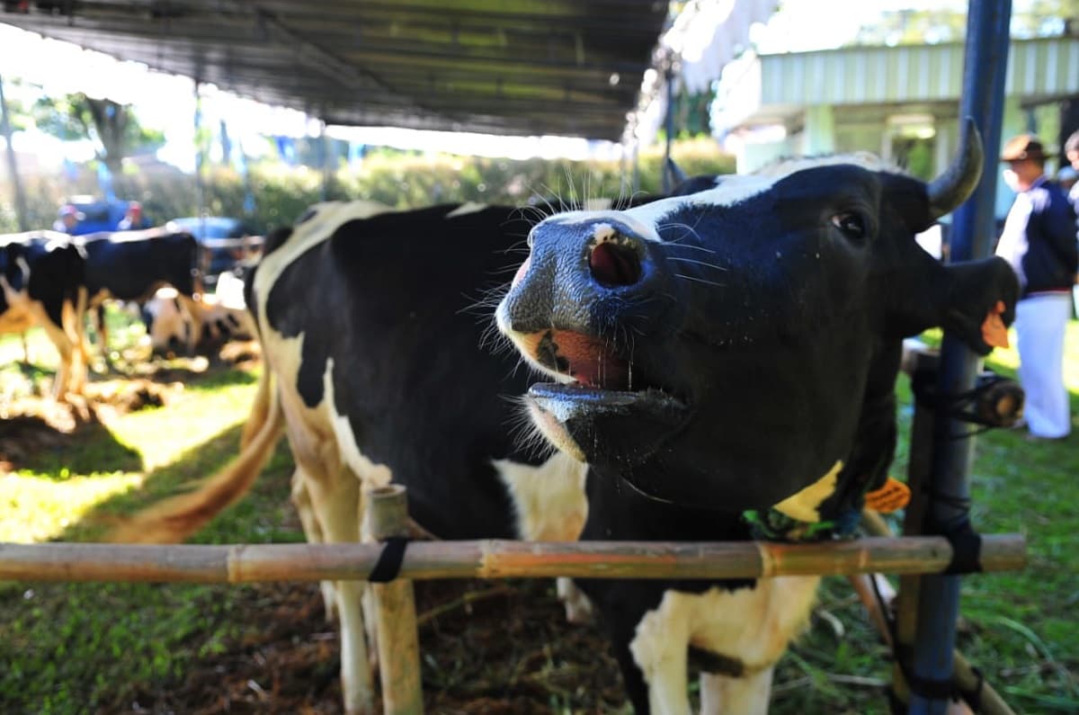 Peluang Cuan Idul Adha, Ini Modal untuk Bisnis Ternak Sapi dan Kambing Peluang Cuan Idul Adha, Ini Modal untuk Bisnis Ternak Sapi dan Kambing