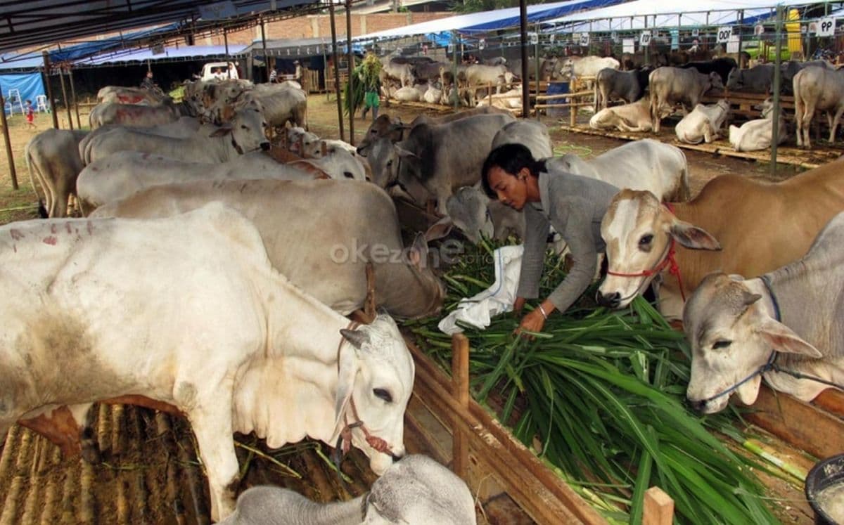 Awas! Dilarang Jualan Hewan Kurban di Trotoar Jakarta