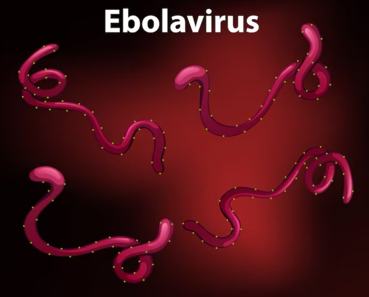 Kemenkes Tegaskan Belum Ada Kasus Ebola di Indonesia meski WHO Tetapkan Darurat Global
