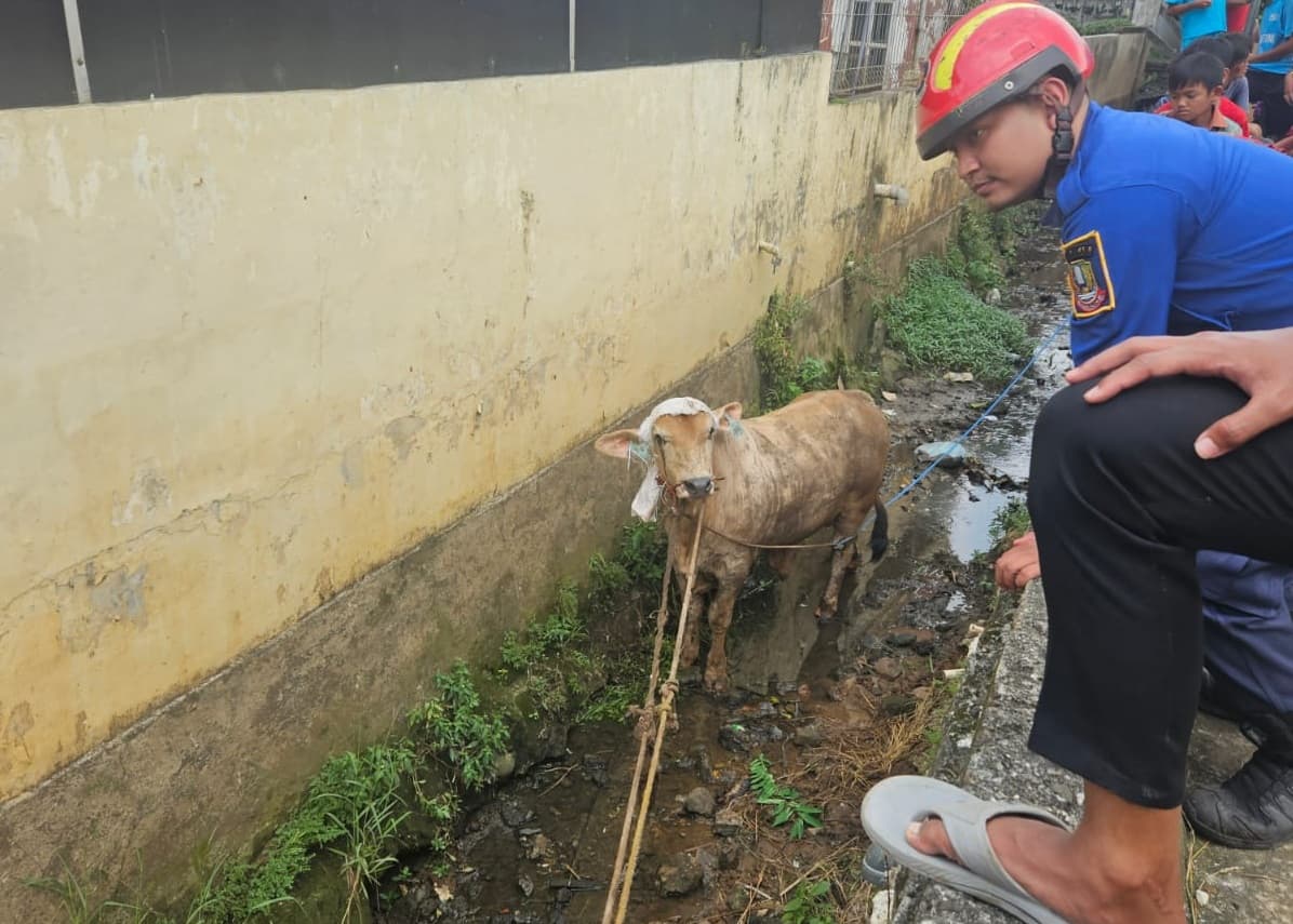 Sapi Kurban di Bekasi Mengamuk saat Mau Disembelih hingga Lompat ke Parit