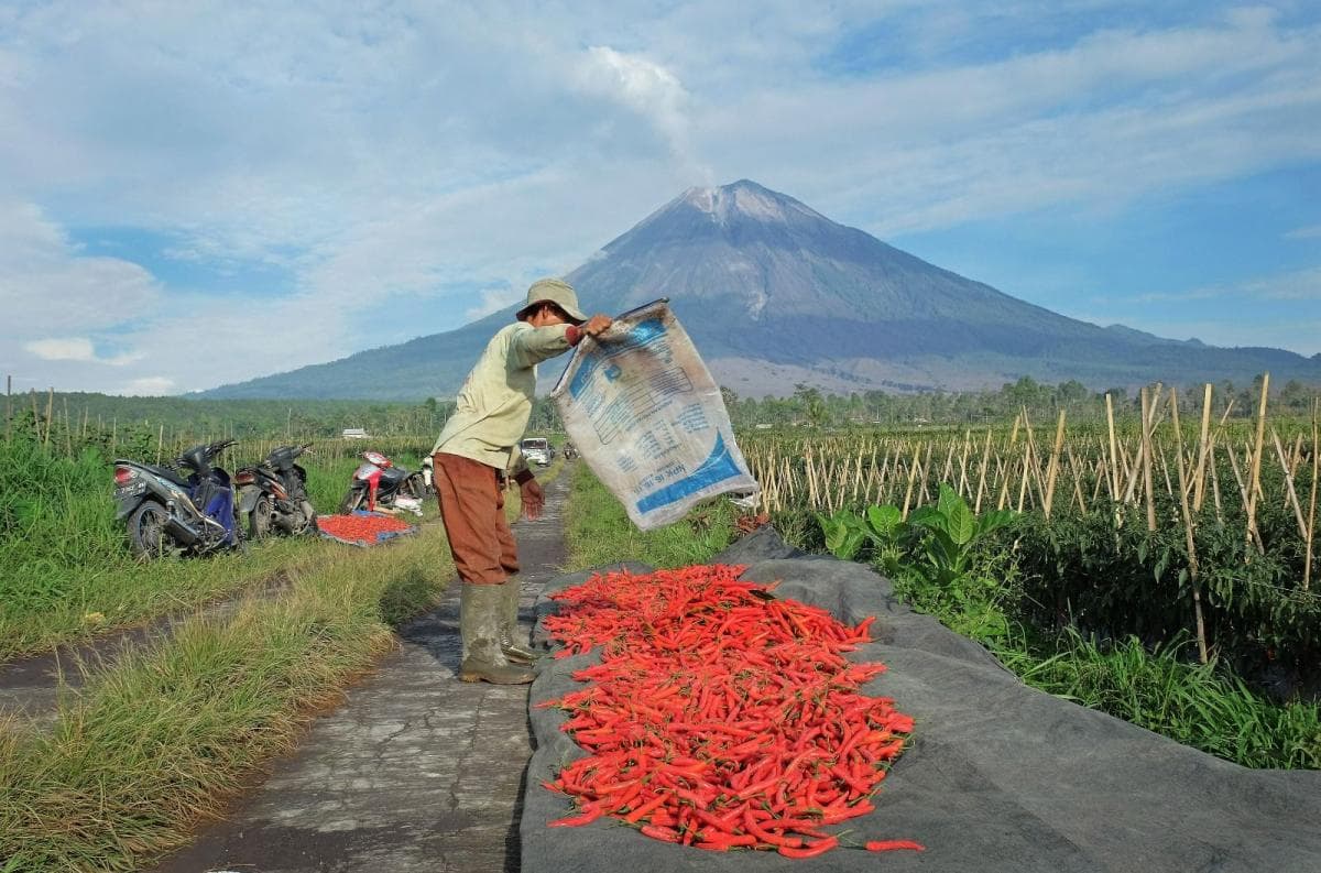 Dukung Ketahanan Pangan, BRI Salurkan KUR Rp65,9 Triliun Jangkau 558 Ribu Petani dan 23 Ribu Nelayan