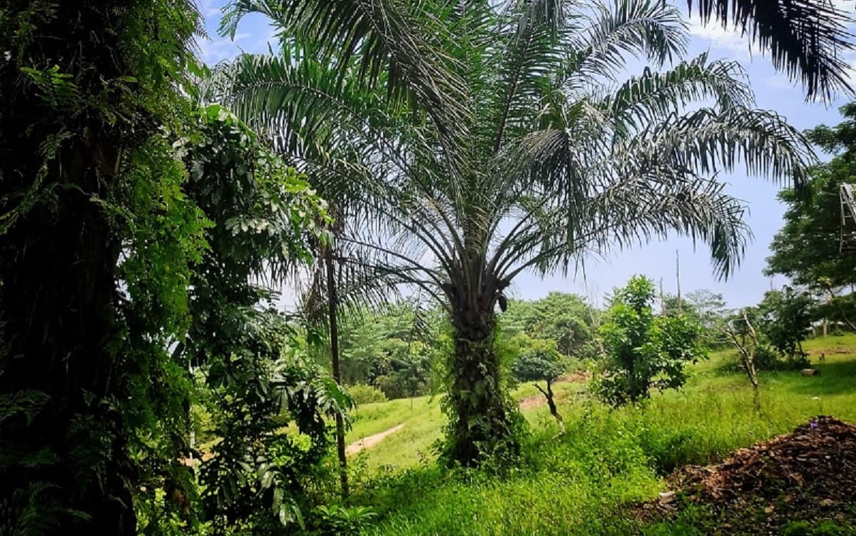 Petani Sawit Waspadai Dampak Ekspor Satu Pintu di Bawah DSI