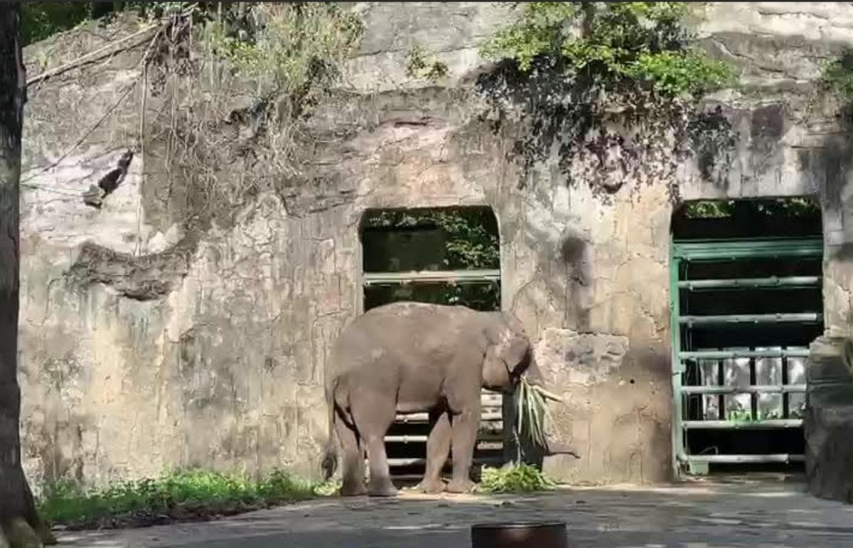Pengelola Ragunan Tindak Tegas Pengunjung yang Nekat Langgar Batas Kandang