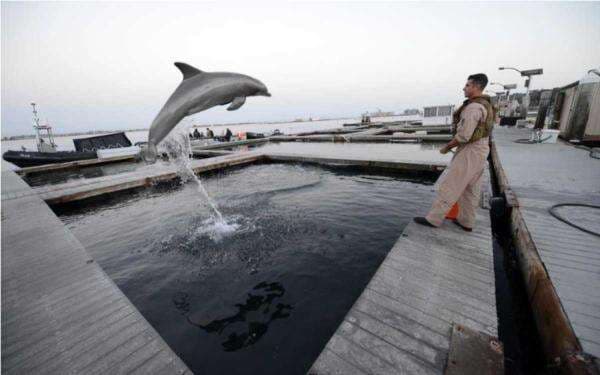 Keterlaluan! Ambisi CIA Gunakan Lumba-lumba Bawa Senjata Nuklir ke Area Musuh