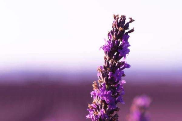 3 Manfaat Lavandin si Persilangan Lavender dengan Aspic