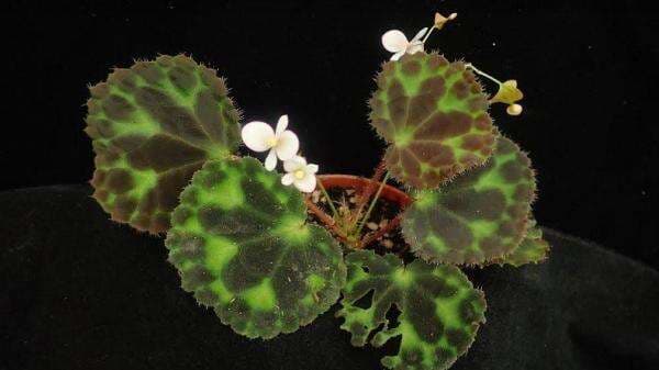 5 Fungsi Batang pada Tumbuhan Lengkap dengan Struktur dan Sifatnya