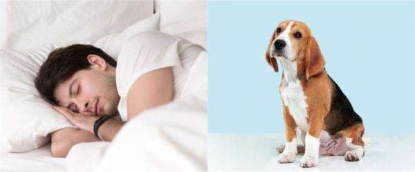 11 Arti mimpi digigit anjing menurut Islam & primbon Jawa, penuh makna