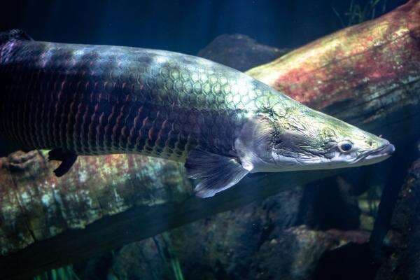 Mengenal Ikan Arapaima, Predator dari Sungai Amazon