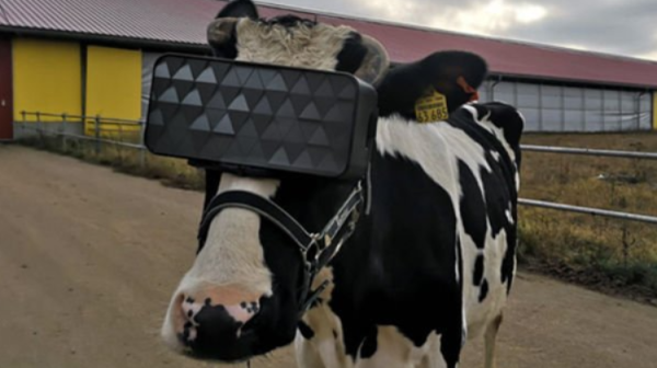 Unik! Peternak Turki Pakai Kacamata VR untuk Tingkatkan Produksi Susu Sapi